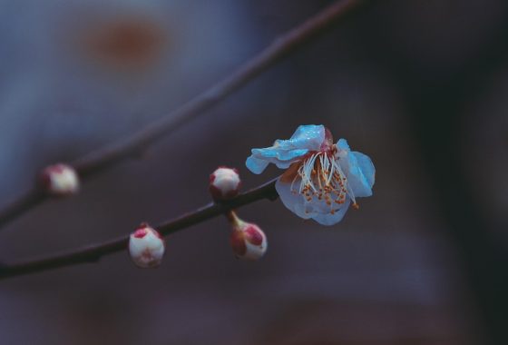 古典中国山水画风格插图，一群梅花鹿在青草野地间悠然鸣叫，远处有竹林与月色，意境清幽，呼应呦呦鹿鸣的诗经意象